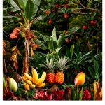 Garden Furnishings Guide for Kindle - English Edition-0