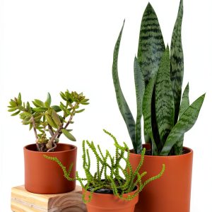 Urban Farming Blueprint Kindle eBook Guide to Small Space Gardening-0